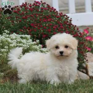 Hero, Maltese Puppy
