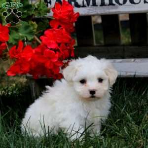 Hero, Maltese Puppy