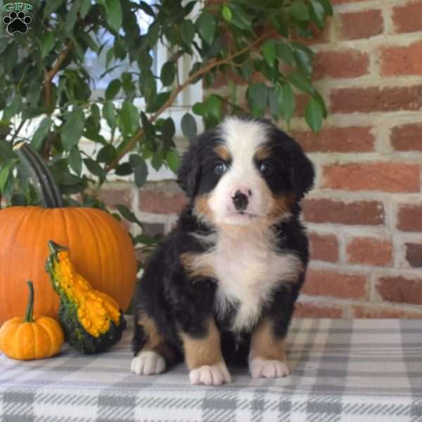 Hickory, Bernese Mountain Dog Puppy