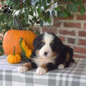Hickory, Bernese Mountain Dog Puppy