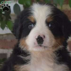 Hickory, Bernese Mountain Dog Puppy