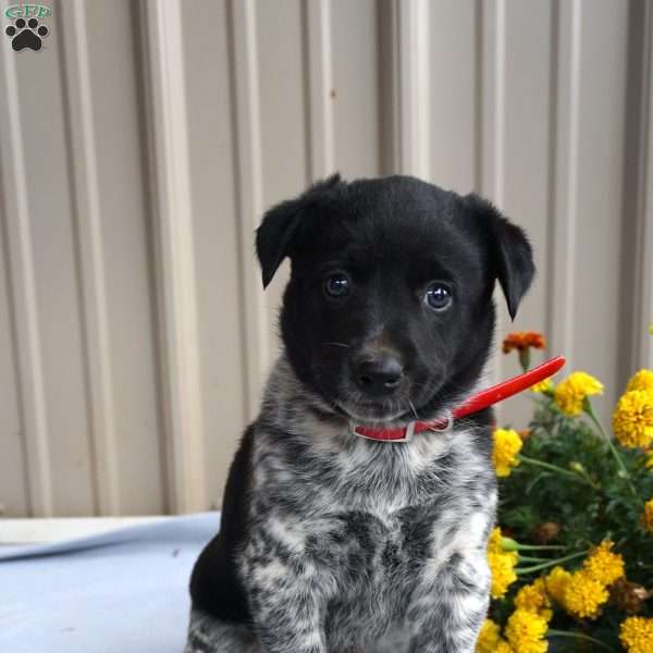 Hickory, Border Collie Mix Puppy