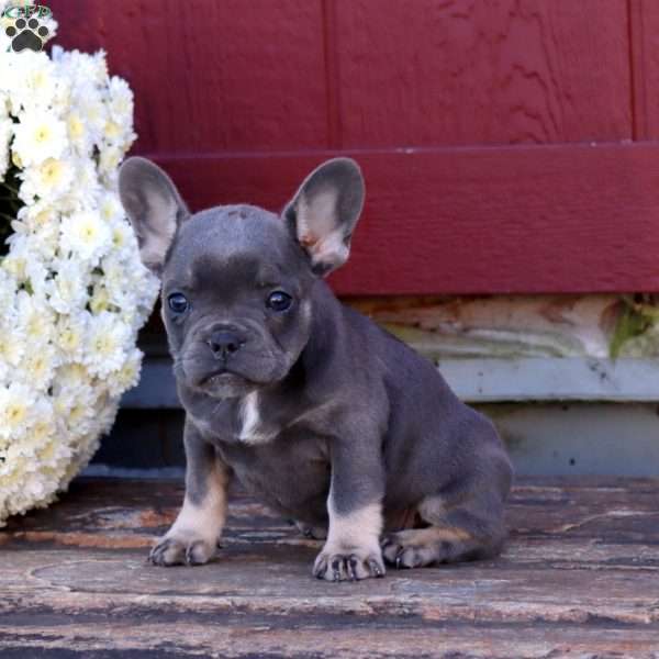 Hilda, French Bulldog Puppy