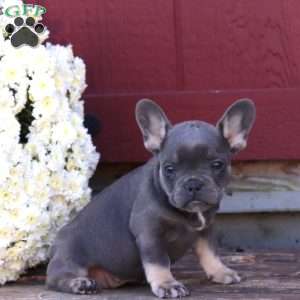 Hilda, French Bulldog Puppy