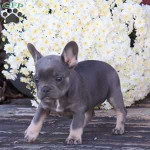 Hilda, French Bulldog Puppy