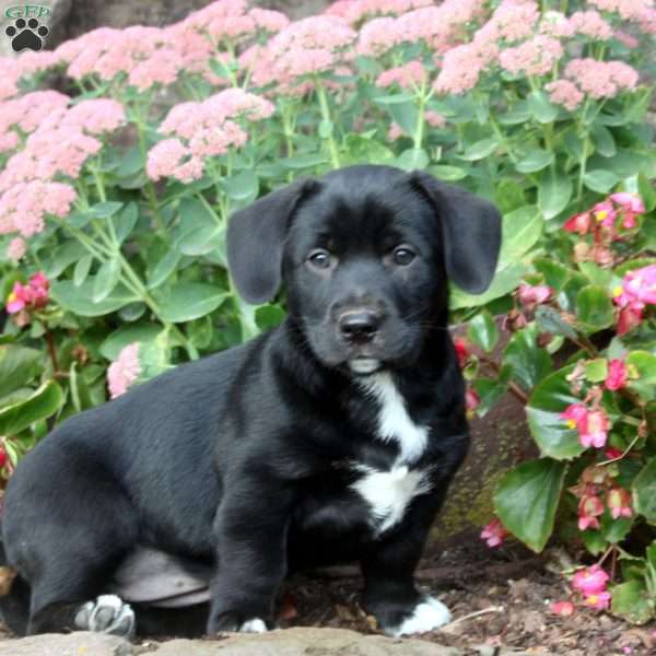 Holly, Labrador Mix Puppy