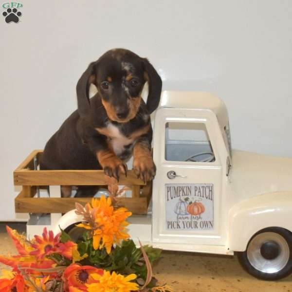 Holly – Mini, Dachshund Puppy