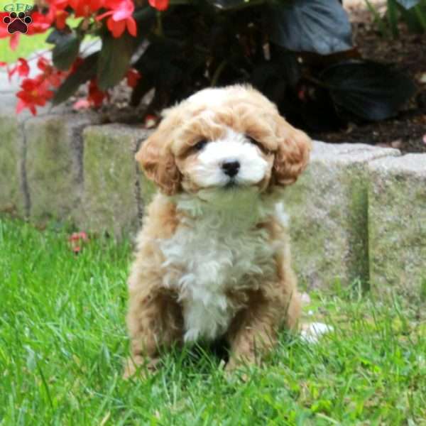Holly, Bich-Poo Puppy