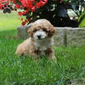 Holly, Bich-Poo Puppy