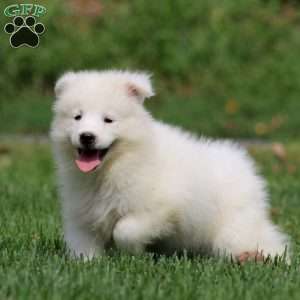 Holly, Samoyed Puppy