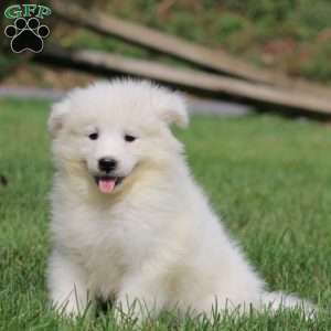 Holly, Samoyed Puppy