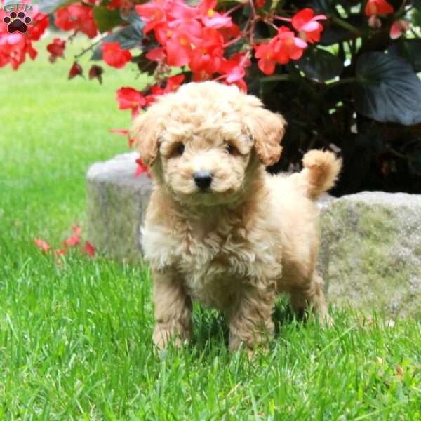 Honey, Bich-Poo Puppy