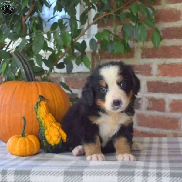 Honey, Bernese Mountain Dog Puppy