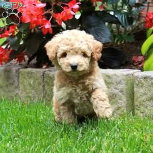 Honey, Bich-Poo Puppy