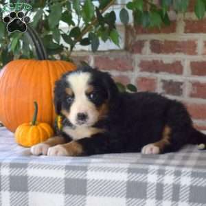 Honey, Bernese Mountain Dog Puppy