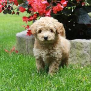Honey, Bich-Poo Puppy