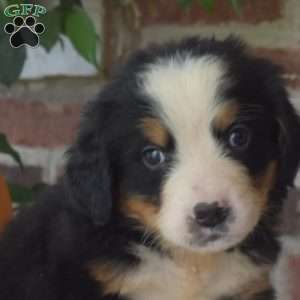 Honey, Bernese Mountain Dog Puppy