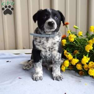 Honey, Border Collie Mix Puppy