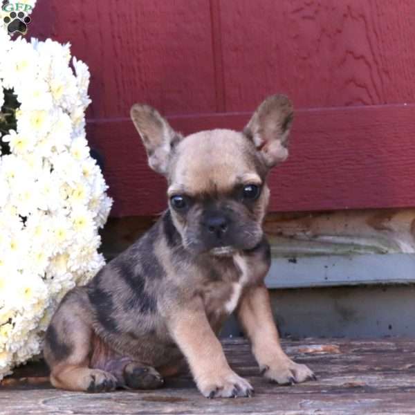 Hoops, French Bulldog Puppy