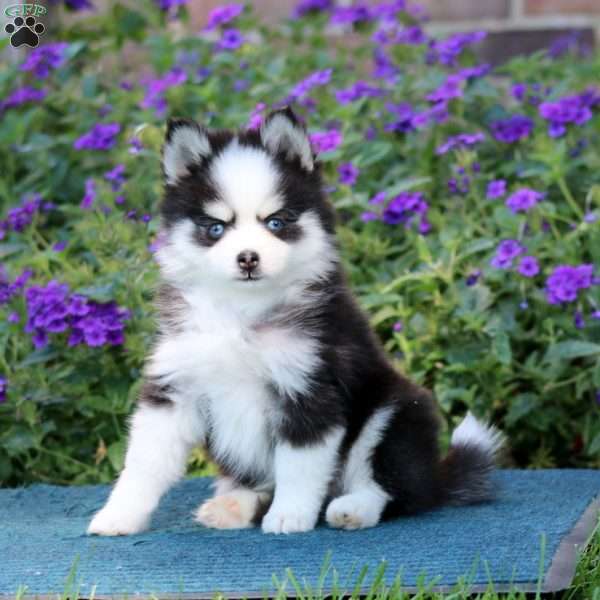 Hoops, Pomsky Puppy