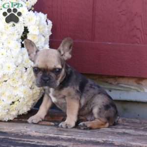 Hoops, French Bulldog Puppy
