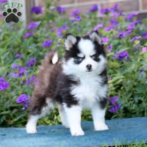 Hoops, Pomsky Puppy