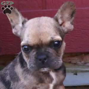 Hoops, French Bulldog Puppy