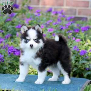 Hoops, Pomsky Puppy