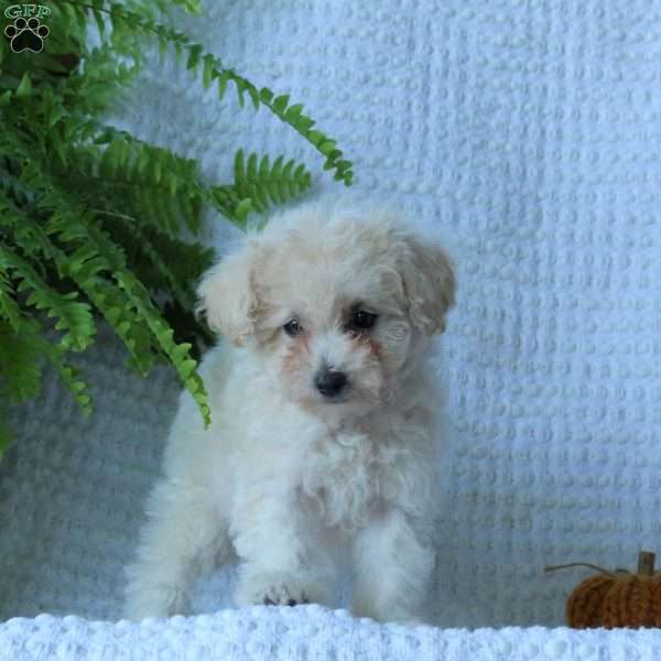Hope, Bich-Poo Puppy