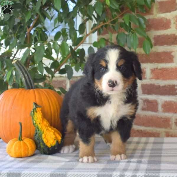 Hope, Bernese Mountain Dog Puppy