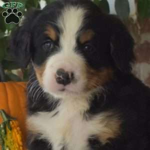 Hope, Bernese Mountain Dog Puppy
