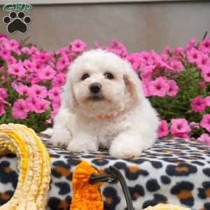 Huck, Bichon Frise Puppy