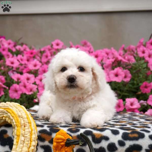 Huck, Bichon Frise Puppy