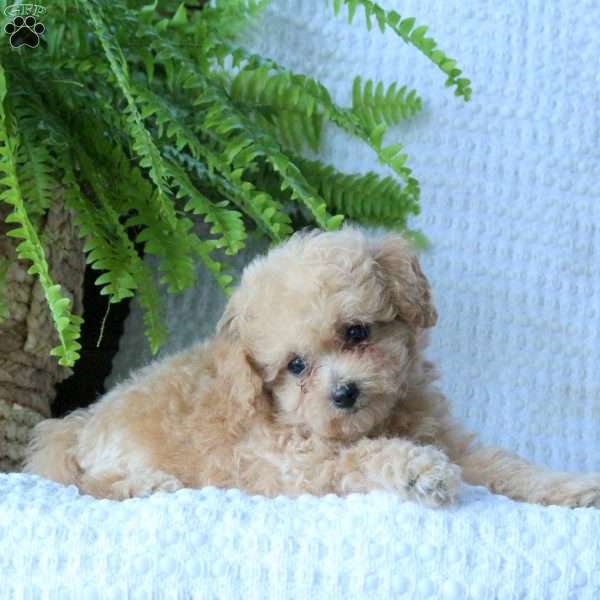 Hugo, Bich-Poo Puppy