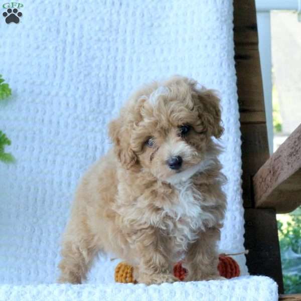 Hunter, Bich-Poo Puppy
