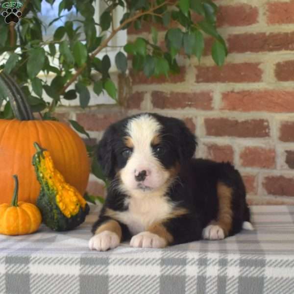 Hunter, Bernese Mountain Dog Puppy