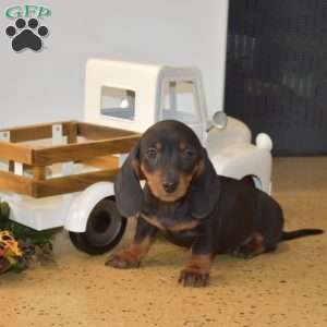 Hunter – Mini, Dachshund Puppy