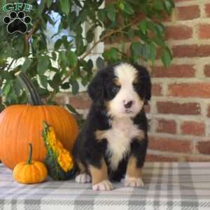 Hunter, Bernese Mountain Dog Puppy