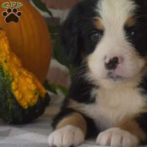 Hunter, Bernese Mountain Dog Puppy