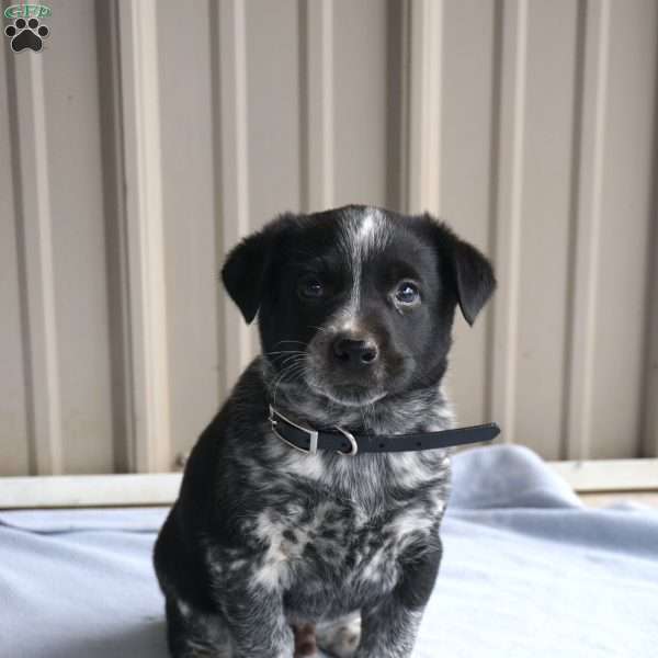 Hunter, Border Collie Mix Puppy