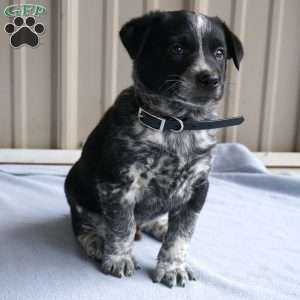 Hunter, Border Collie Mix Puppy