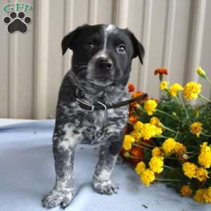 Hunter, Border Collie Mix Puppy