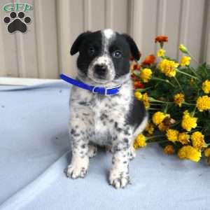 Harlow, Border Collie Mix Puppy