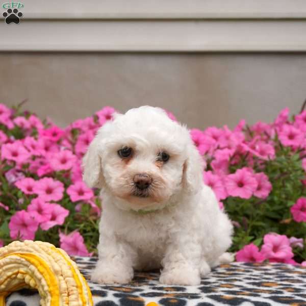Hutch, Bichon Frise Puppy