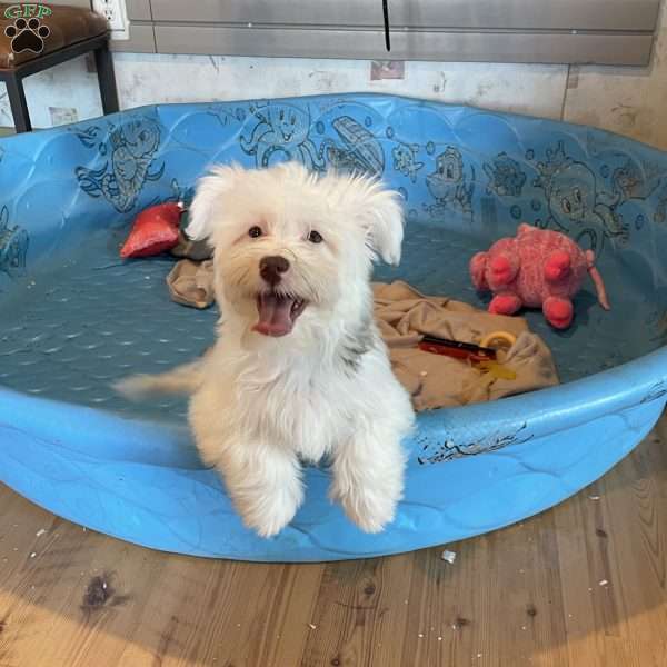 Judy, Havanese Puppy