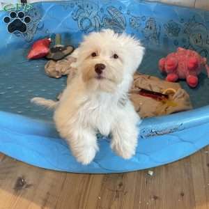 Judy, Havanese Puppy