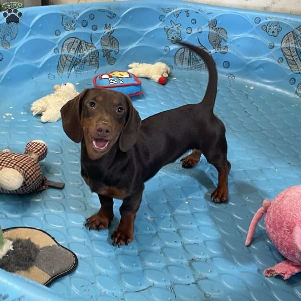 Keith, Dachshund Puppy