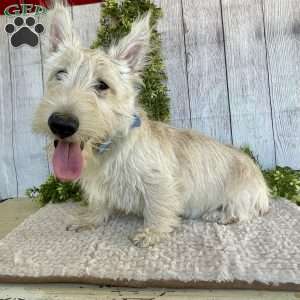 Casper, Scottish Terrier Puppy
