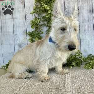 Casper, Scottish Terrier Puppy