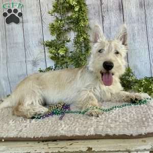 Casper, Scottish Terrier Puppy